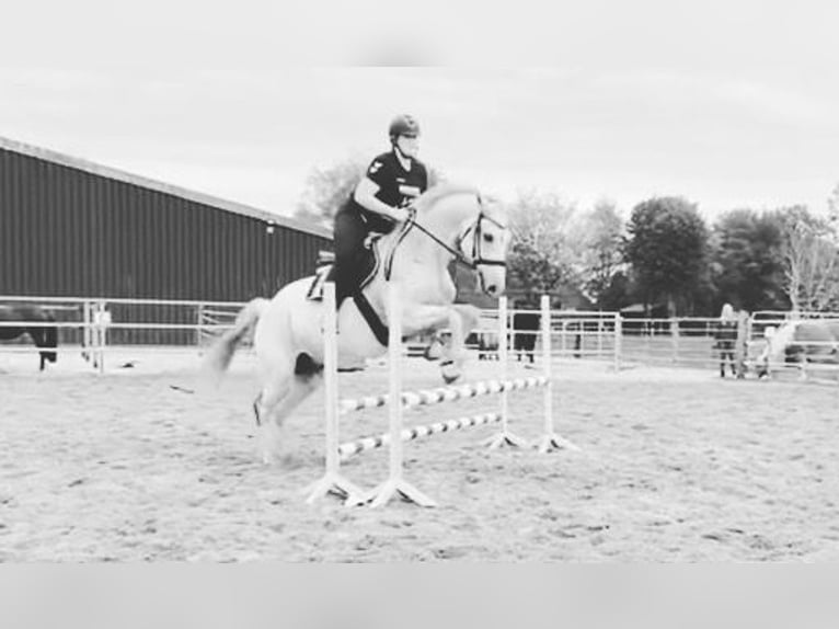 Hanoverian Gelding 14 years 16,1 hh Gray-Dapple in Nordenham