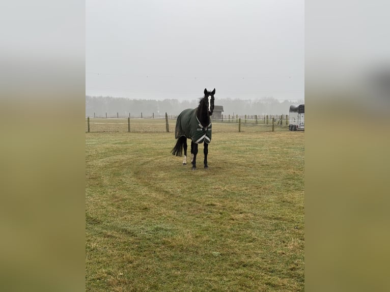 Hanoverian Gelding 14 years 16,2 hh Bay-Dark in Winsen (Aller)