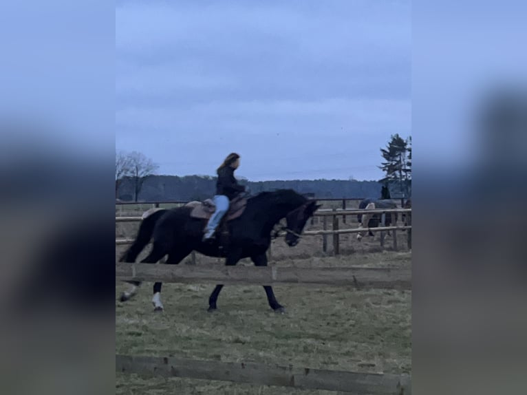 Hanoverian Gelding 14 years 16,2 hh Bay-Dark in Winsen (Aller)