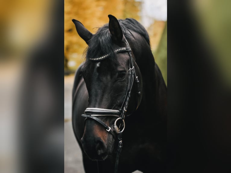 Hanoverian Gelding 14 years 16.2 hh Bay-Dark in Horn-Bad Meinberg