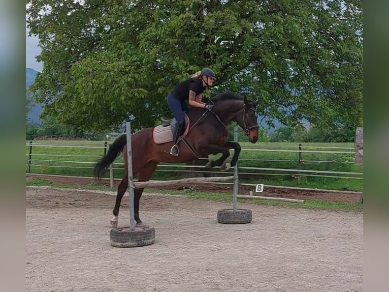 Hanoverian Gelding 14 years 16,2 hh Brown in Kirchbichl