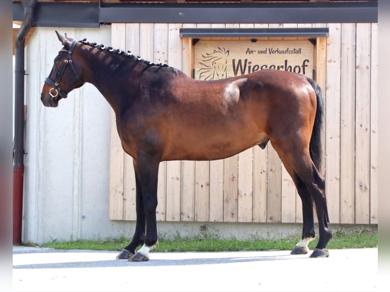 Hanoverian Gelding 14 years 16,2 hh Brown in Kirchbichl