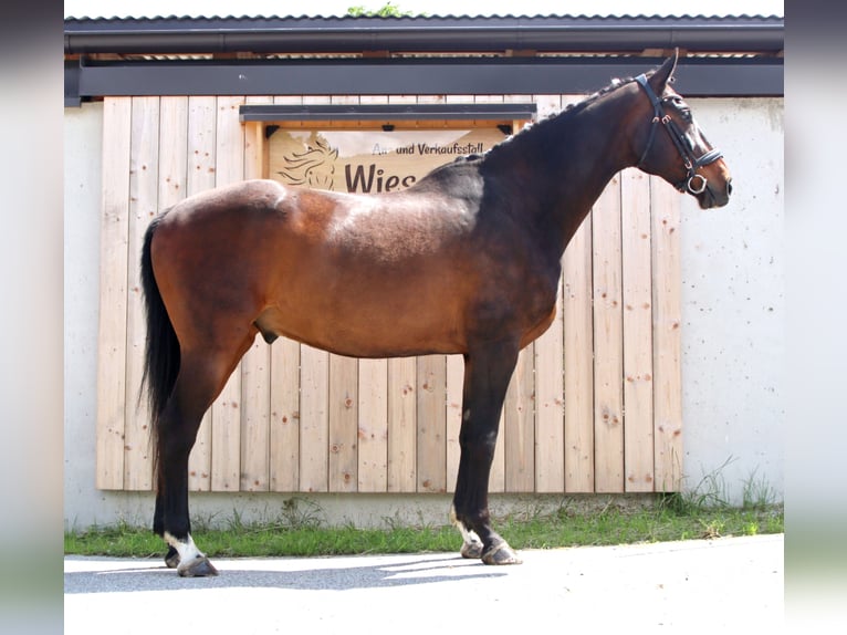 Hanoverian Gelding 14 years 16,2 hh Brown in Kirchbichl