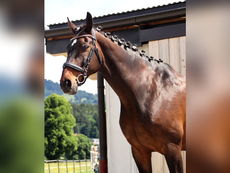 Hanoverian Gelding 14 years 16,2 hh Brown in Kirchbichl