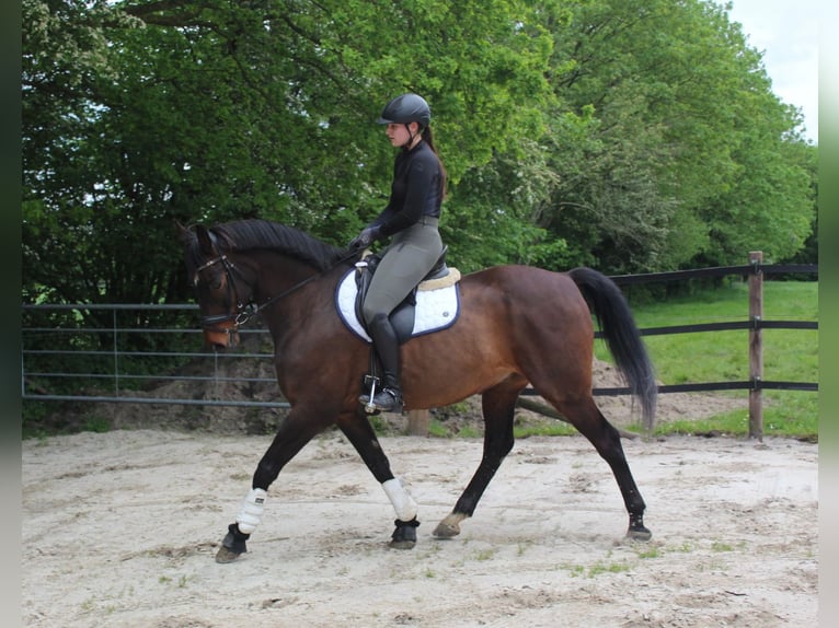 Hanoverian Gelding 14 years 16,2 hh Brown in Kirchbichl