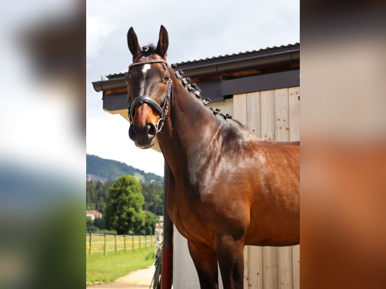 Hanoverian Gelding 14 years 16,2 hh Brown in Kirchbichl