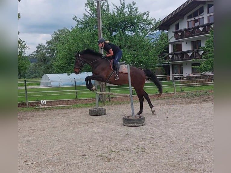 Hanoverian Gelding 14 years 16,2 hh Brown in Kirchbichl