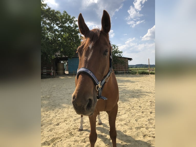Hanoverian Gelding 14 years 16.2 hh Chestnut-Red in Detmold