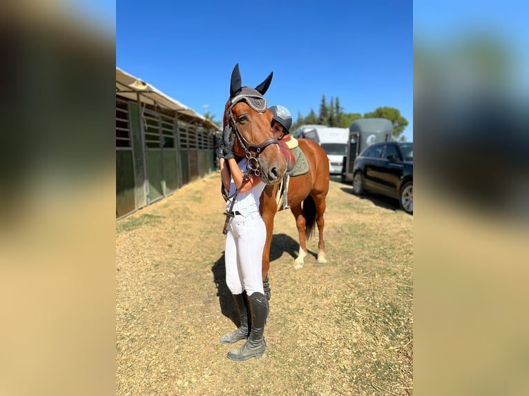 Hanoverian Mix Gelding 14 years 16.2 hh Chestnut-Red in Bormujos