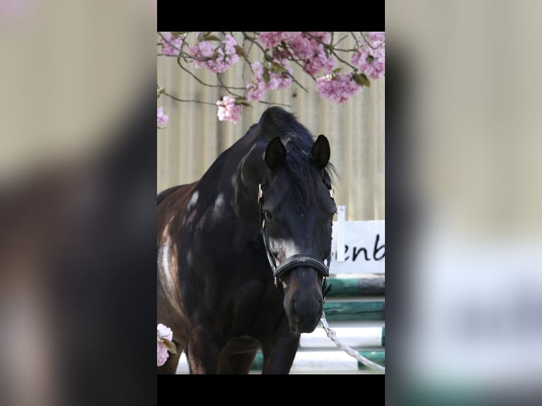 Hanoverian Gelding 14 years 16,2 hh Smoky-Black in Köln