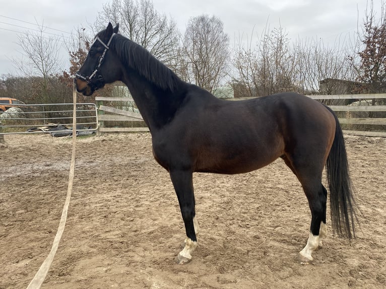 Hanoverian Gelding 14 years 16 hh Bay-Dark in Edemissen