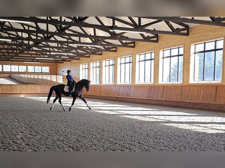 Hanoverian Gelding 14 years 16 hh Bay in Ridgefield, WA