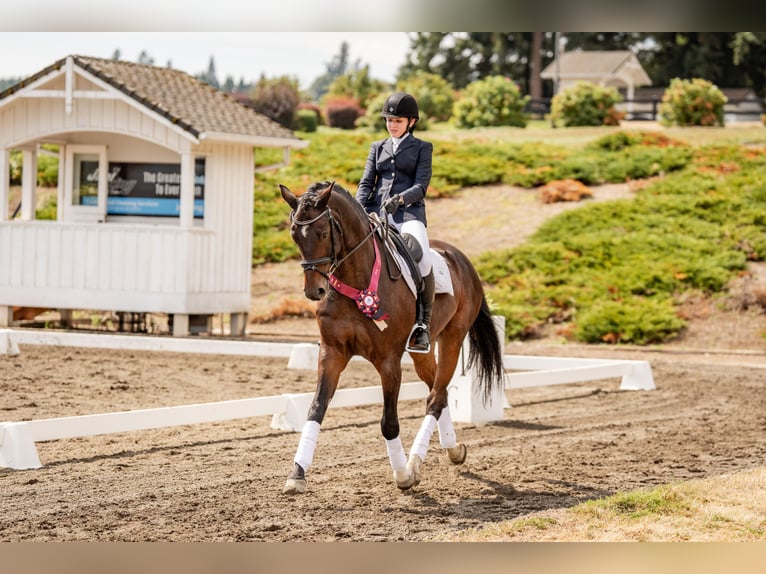 Hanoverian Gelding 14 years 16 hh Bay in Ridgefield, WA