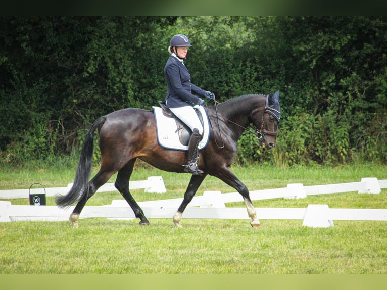 Hanoverian Gelding 14 years 16 hh Brown in Wiefelstede