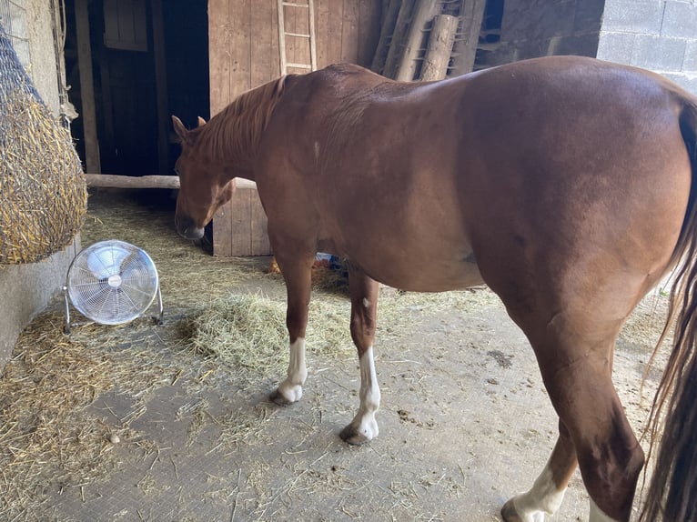 Hanoverian Gelding 14 years 16 hh Chestnut-Red in M&#xFC;nsterhausen