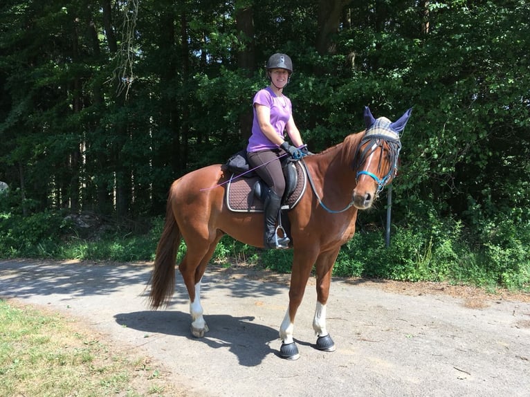 Hanoverian Gelding 14 years 16 hh Chestnut-Red in M&#xFC;nsterhausen