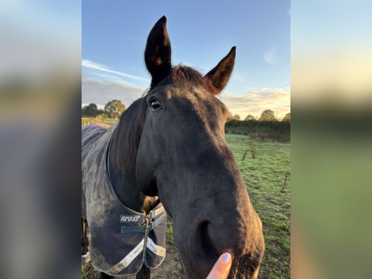 Hanoverian Gelding 14 years 16,1 hh Black in Wesel