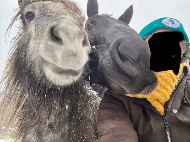 Hanoverian Gelding 14 years 16,1 hh Black in WunstorfWunstorf