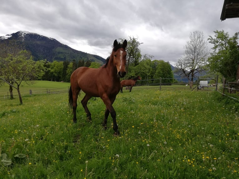 Hanoverian Gelding 14 years 16,1 hh Brown in Kössen