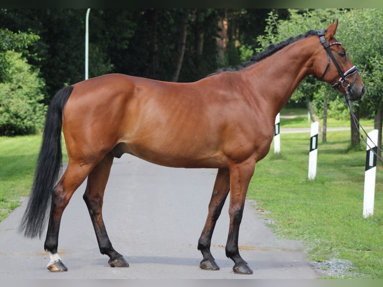 Hanoverian Gelding 14 years 16,1 hh Brown in Deinstedt