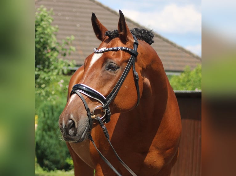 Hanoverian Gelding 14 years 16,1 hh Brown in Deinstedt