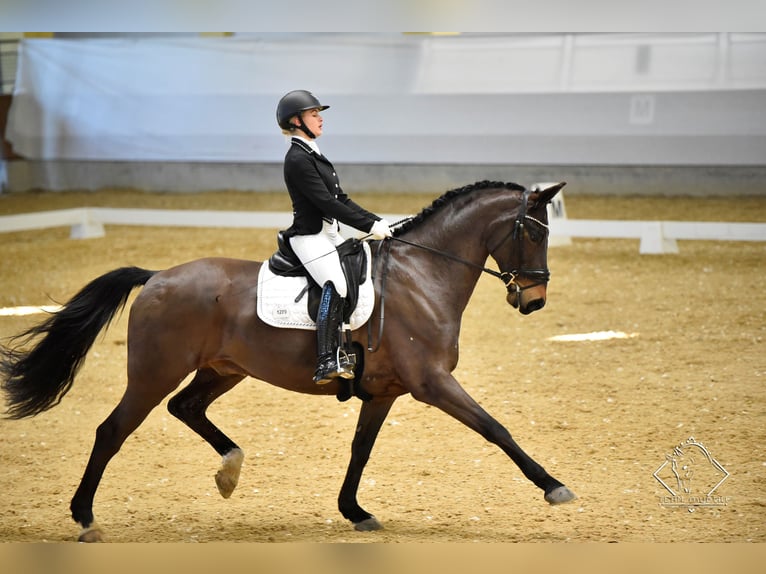 Hanoverian Gelding 14 years 16,2 hh Bay-Dark in Leithaprodersdorf