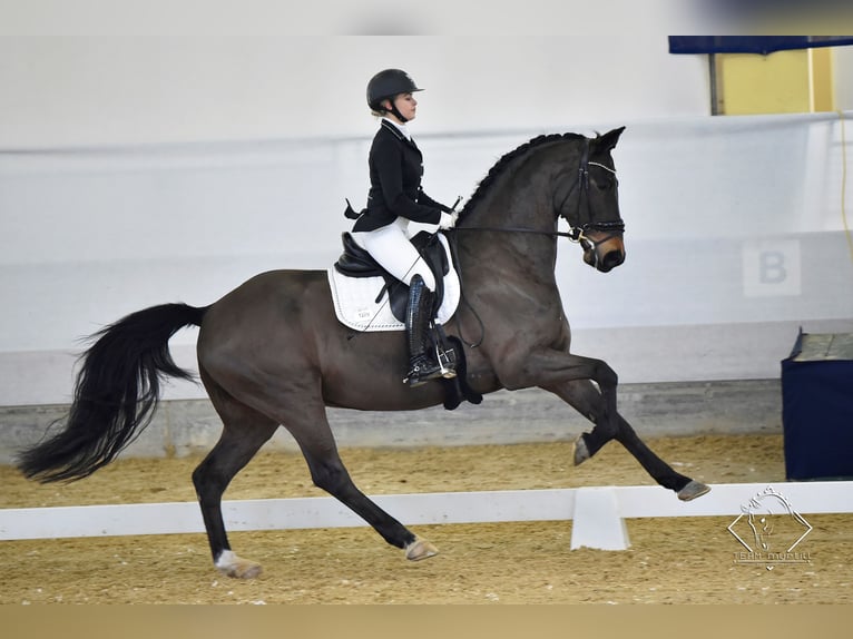 Hanoverian Gelding 14 years 16,2 hh Bay-Dark in Leithaprodersdorf