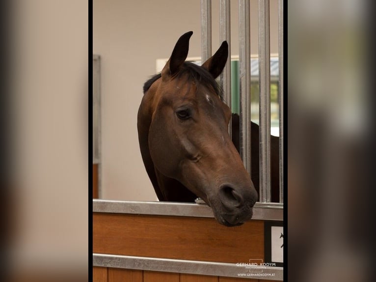 Hanoverian Gelding 14 years 16,2 hh Bay-Dark in Leithaprodersdorf