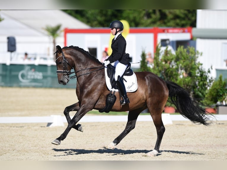 Hanoverian Gelding 14 years 16,2 hh Bay-Dark in Leithaprodersdorf