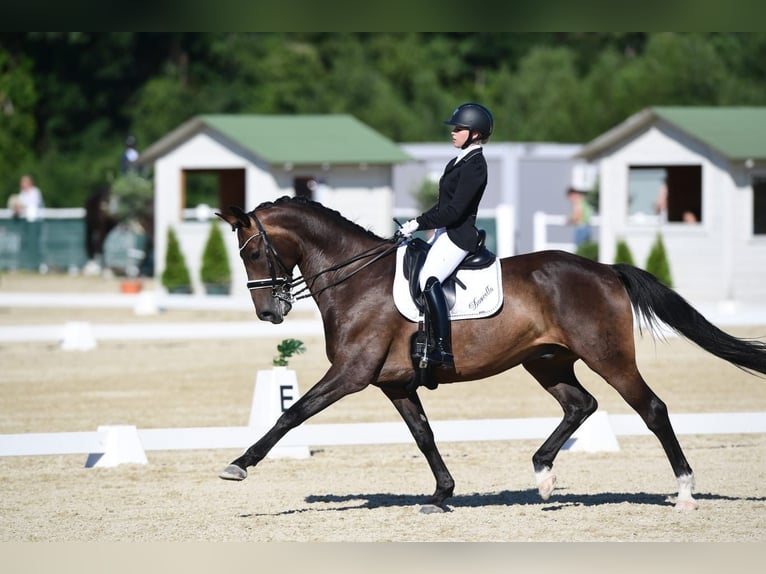 Hanoverian Gelding 14 years 16,2 hh Bay-Dark in Leithaprodersdorf