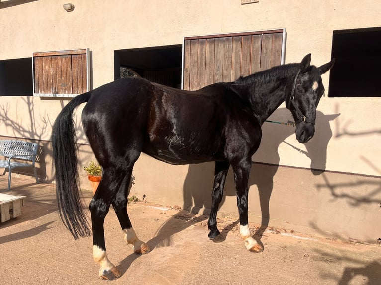 Hanoverian Gelding 14 years 16,2 hh Black in PERATALLADA