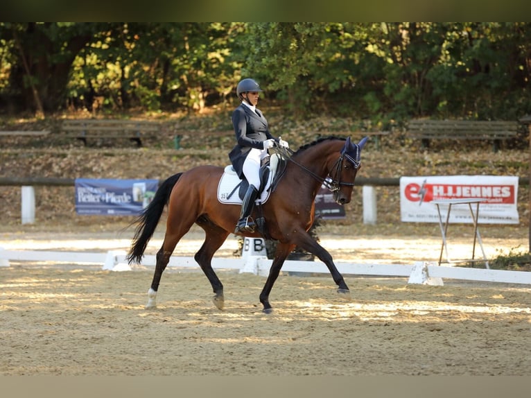 Hanoverian Gelding 14 years 16,2 hh Brown in Bergisch Gladbach Hanoverian Gelding 14 years 16,2 hh Brown in Bergisch Gladbach