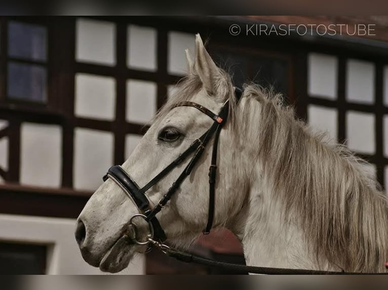 Hanoverian Gelding 14 years 16,2 hh Gray in Rehau