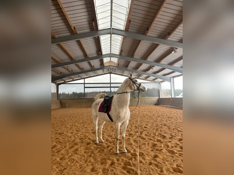 Hanoverian Gelding 14 years 16,2 hh Gray in Rehau
