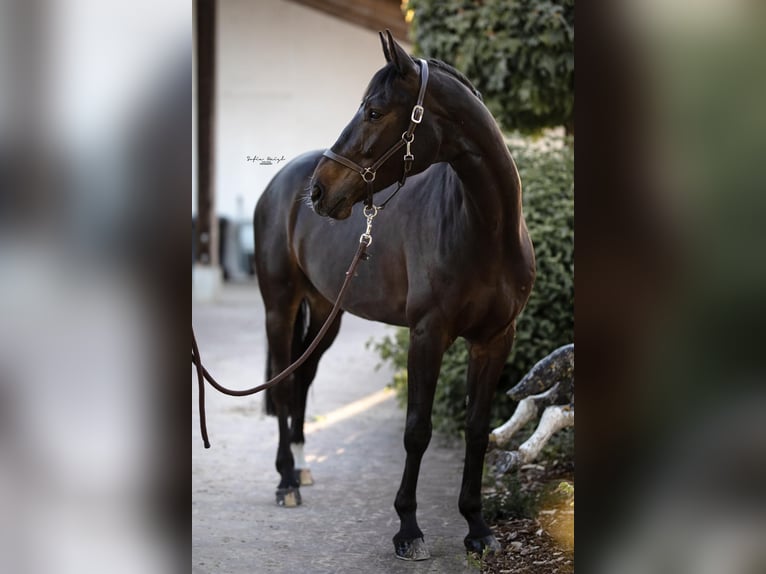 Hanoverian Gelding 14 years 16,2 hh Smoky-Black in Möttingen