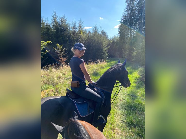 Hanoverian Gelding 14 years 16,2 hh Smoky-Black in Möttingen