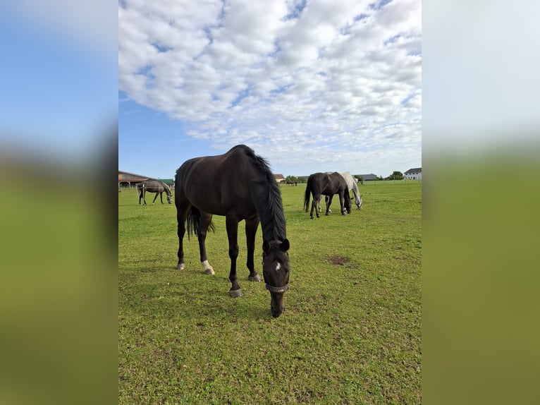 Hanoverian Gelding 14 years 16,2 hh Smoky-Black in Möttingen