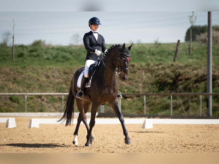 Hanoverian Gelding 14 years 16,2 hh Smoky-Black in Möttingen