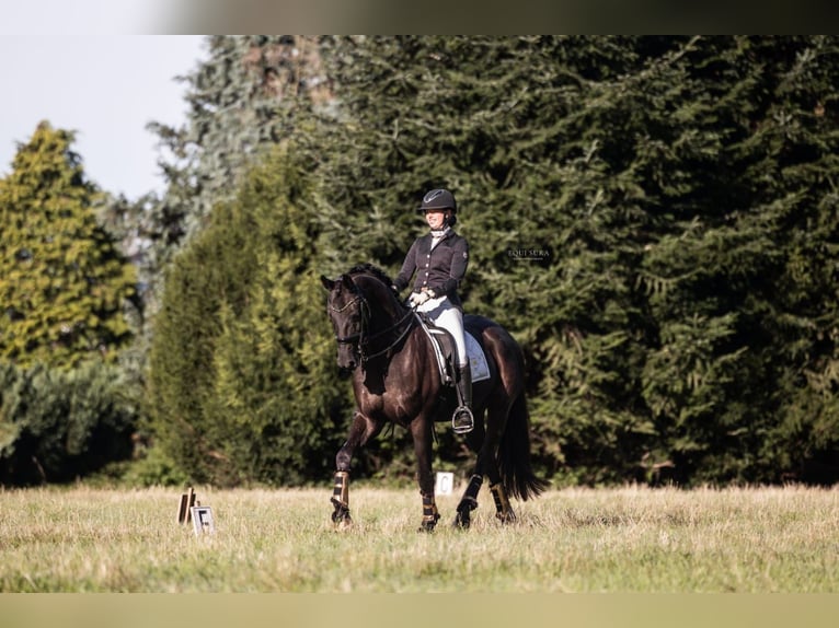 Hanoverian Gelding 14 years 16,3 hh Black in Herselt Hanoverian Gelding 14 years 16,3 hh Black in Herselt