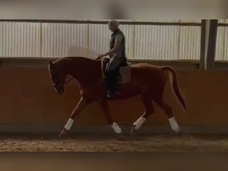 Hanoverian Gelding 14 years 16,3 hh Chestnut-Red in Holm