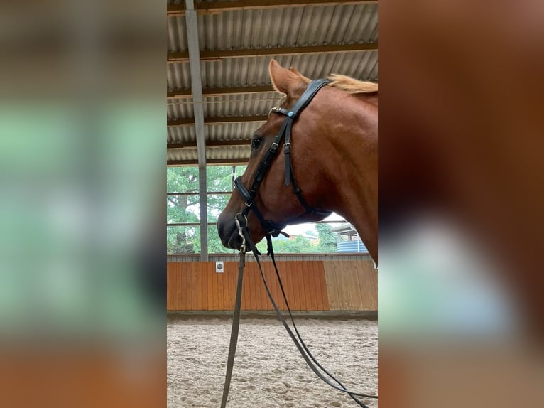 Hanoverian Gelding 14 years 16,3 hh Chestnut-Red in Holm