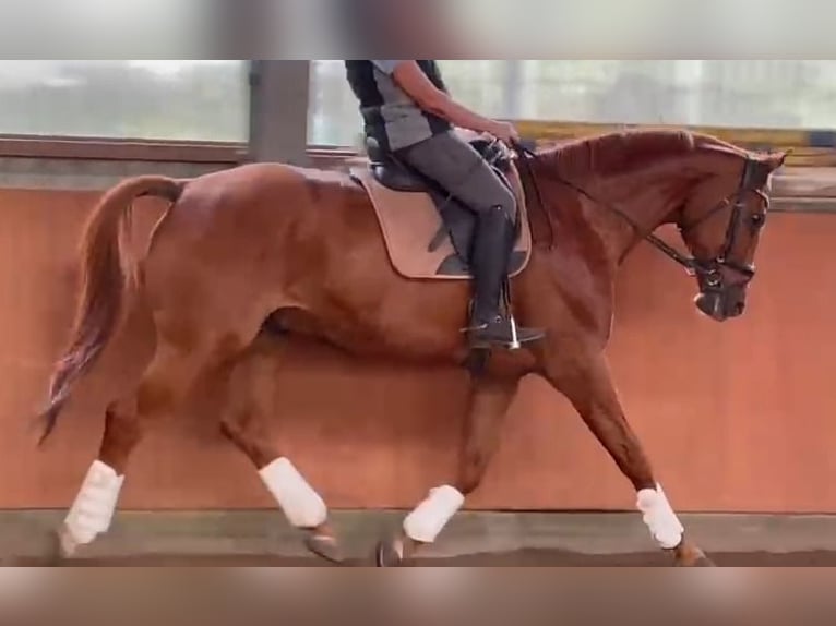 Hanoverian Gelding 14 years 16,3 hh Chestnut-Red in Holm