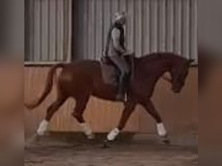 Hanoverian Gelding 14 years 16,3 hh Chestnut-Red in Holm
