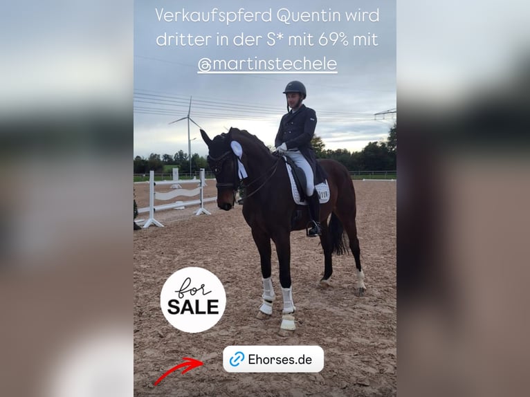 Hanoverian Gelding 14 years 17,1 hh Bay-Dark in Wehringen