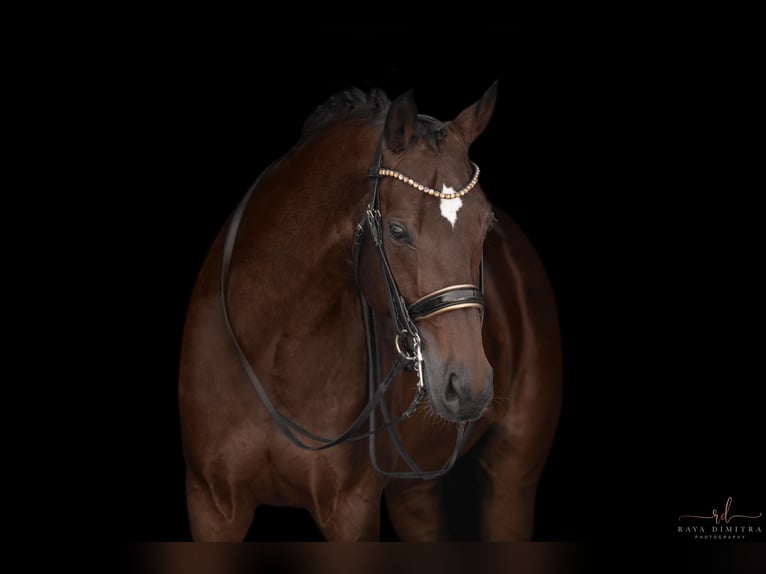 Hanoverian Gelding 14 years 17,1 hh Bay-Dark in Wehringen