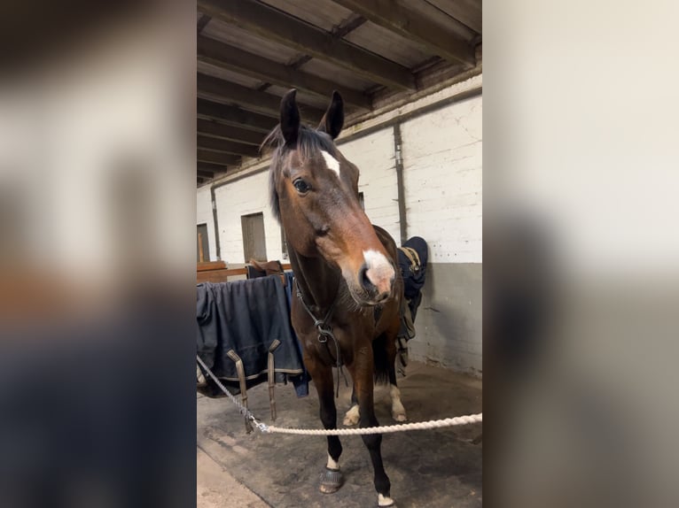 Hanoverian Gelding 14 years 17.1 hh Bay-Dark in Garbsen