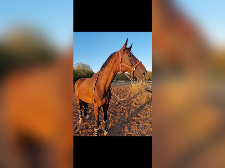 Hanoverian Gelding 14 years 17.1 hh Bay-Dark in Rödermark