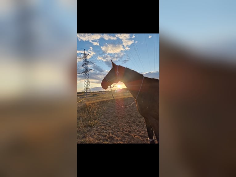 Hanoverian Gelding 14 years 17.1 hh Bay-Dark in Rödermark