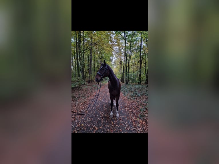 Hanoverian Gelding 14 years 17.1 hh Bay-Dark in Rödermark