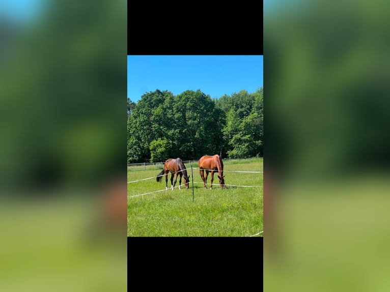 Hanoverian Gelding 14 years 17.1 hh Bay-Dark in Rödermark